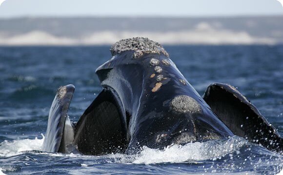 Southern Right Whale - Photo - Chris Johnson
