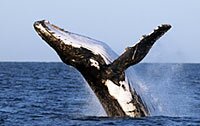 Presentation - Around the World with Whales