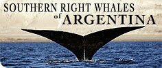 Southern Right Whales