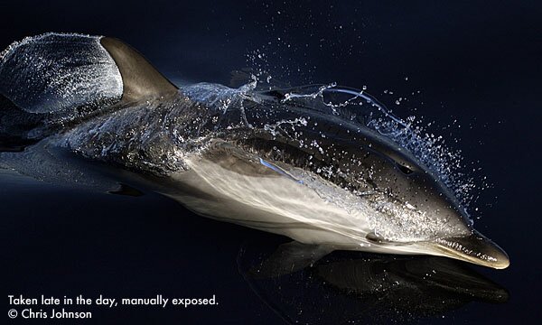 Striped Dolphin - Chris Johnson