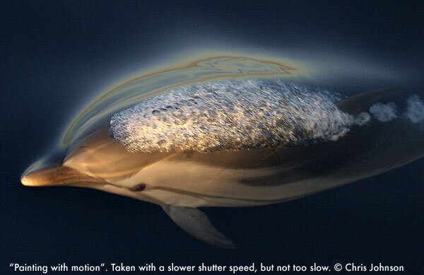 Striped Dolphin - Chris Johnson
