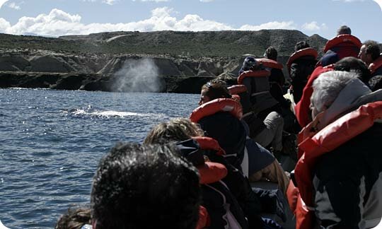 Whale Watching in Peninsula Valdes, Argentina