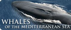 Whales of the Mediterranean Sea